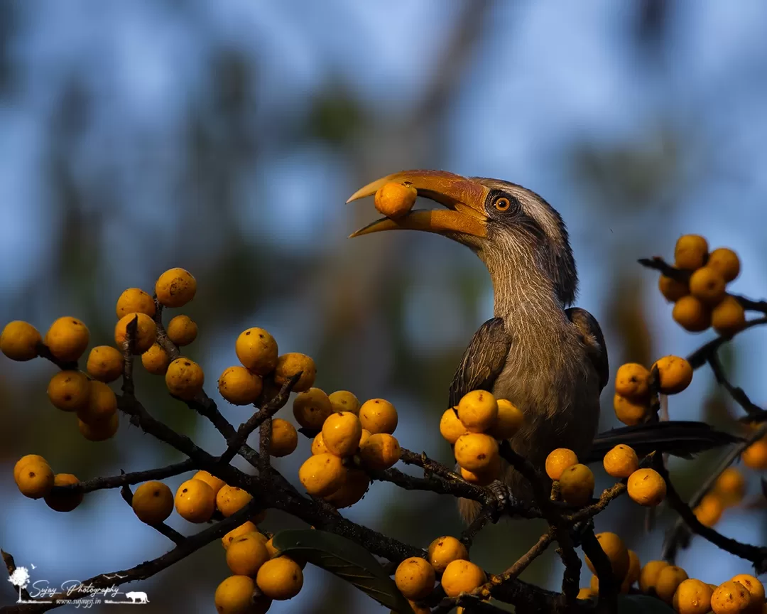 Photo of Bangalore By Sujay Jamkhandi