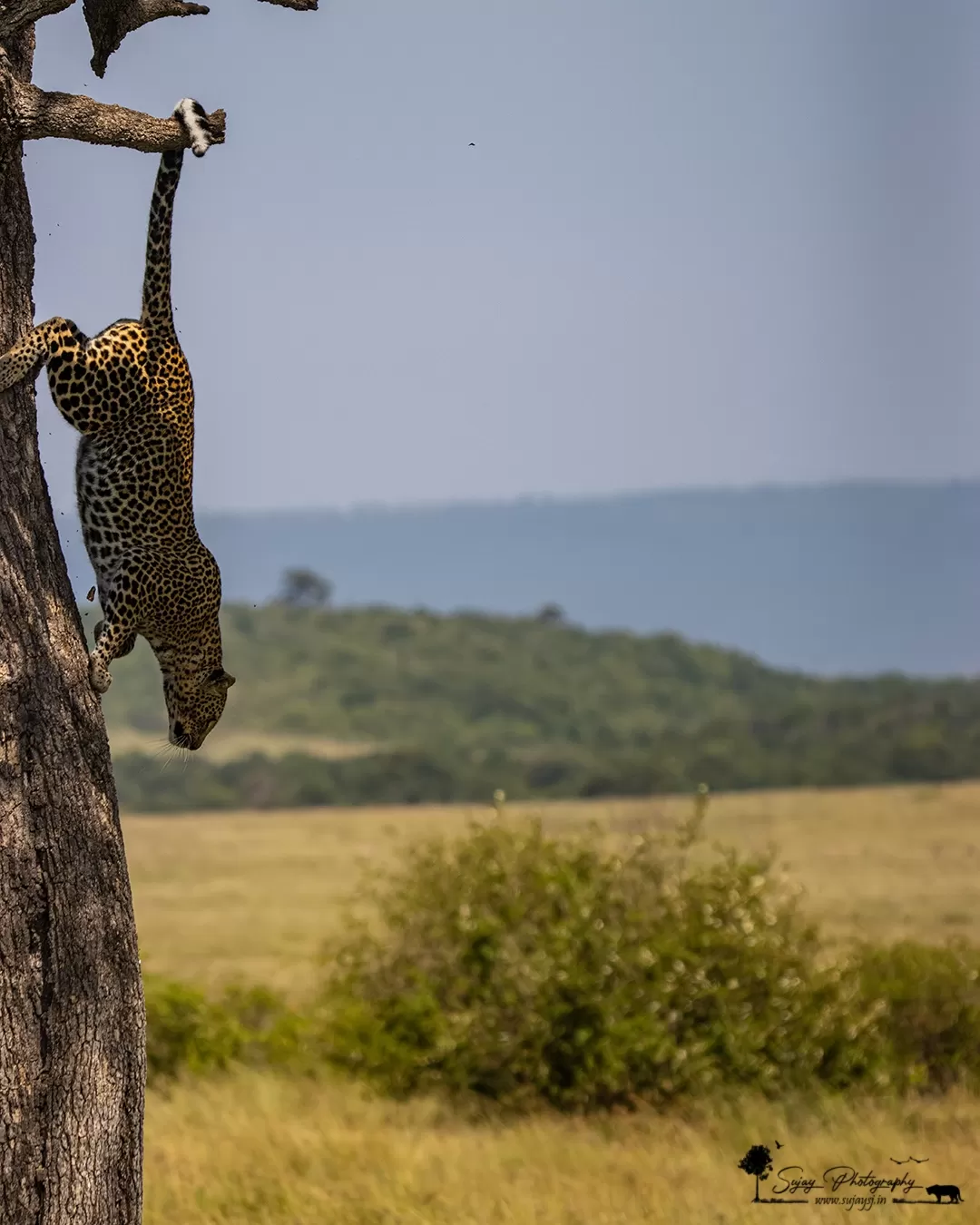 Photo of Masái Mara By Sujay Jamkhandi