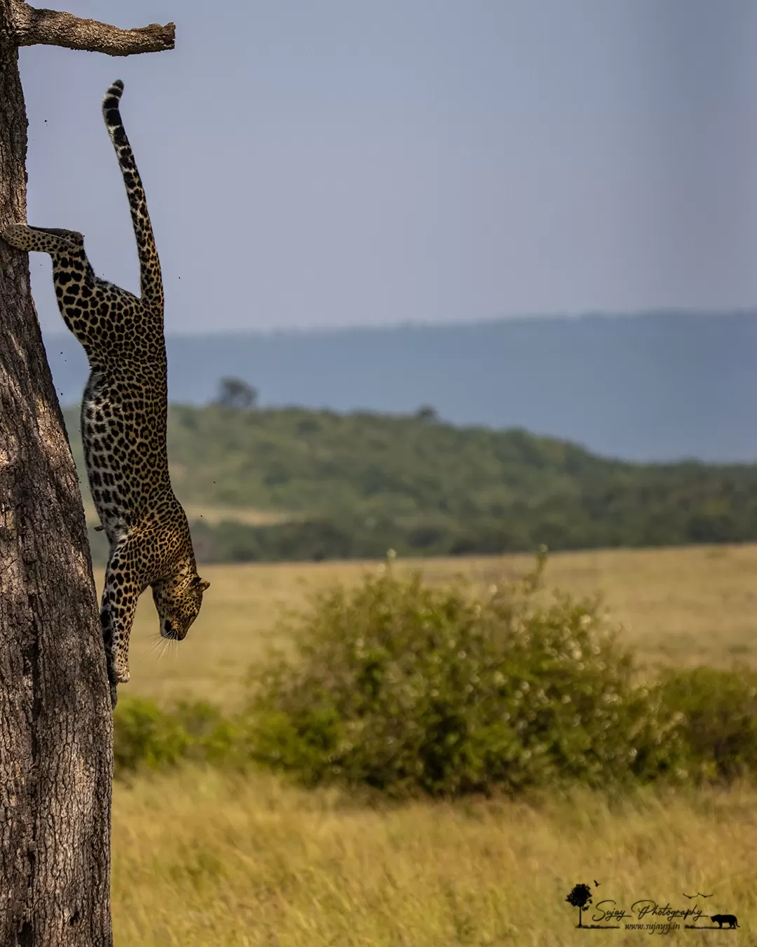 Photo of Masái Mara By Sujay Jamkhandi