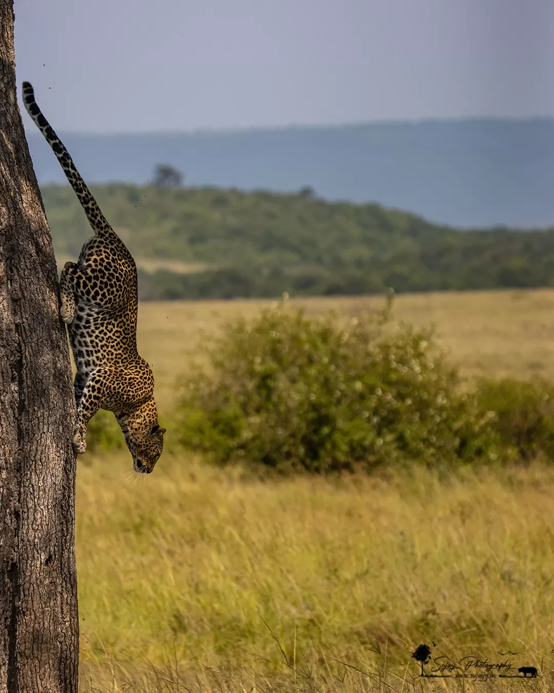 Photo of Masái Mara By Sujay Jamkhandi