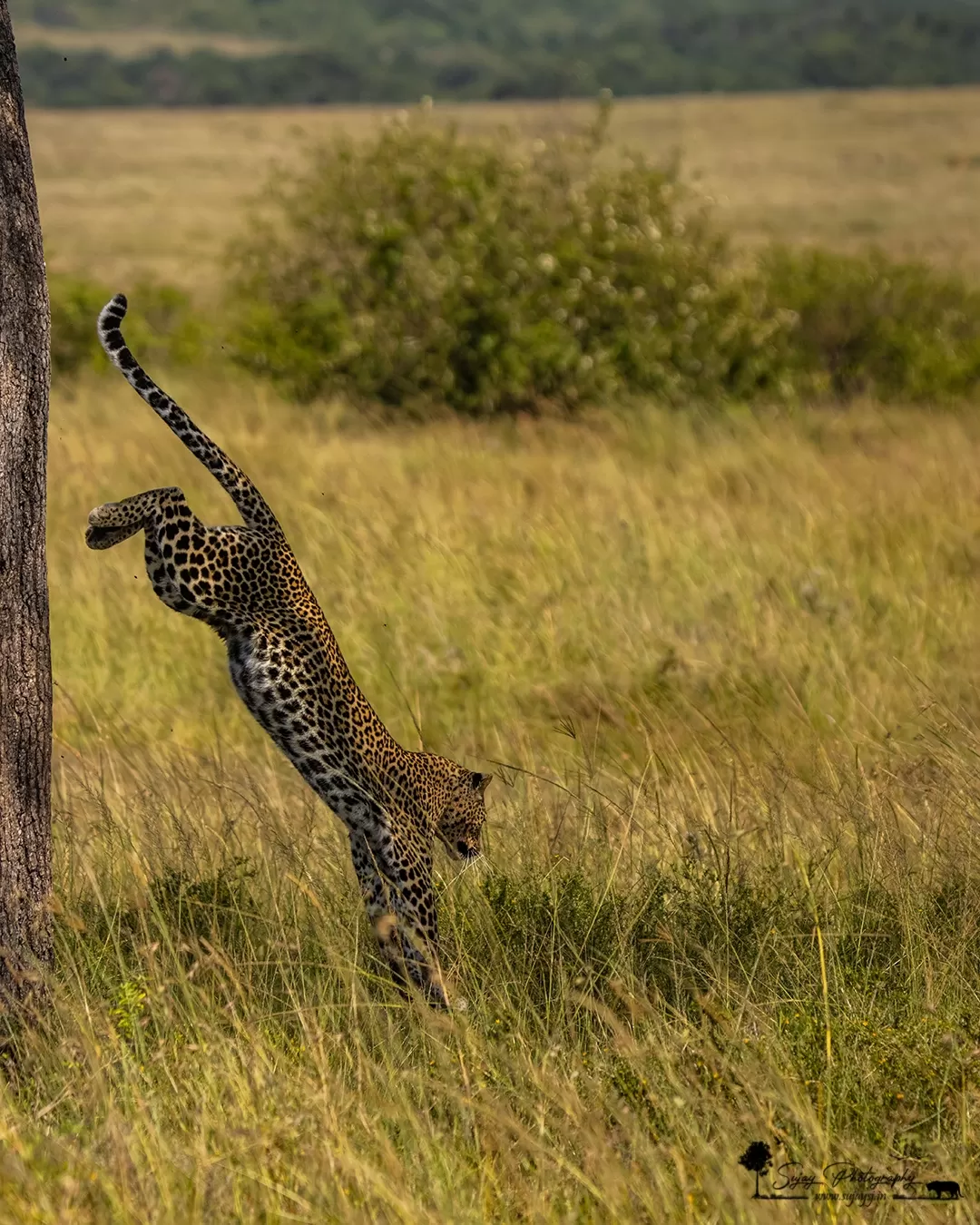 Photo of Masái Mara By Sujay Jamkhandi
