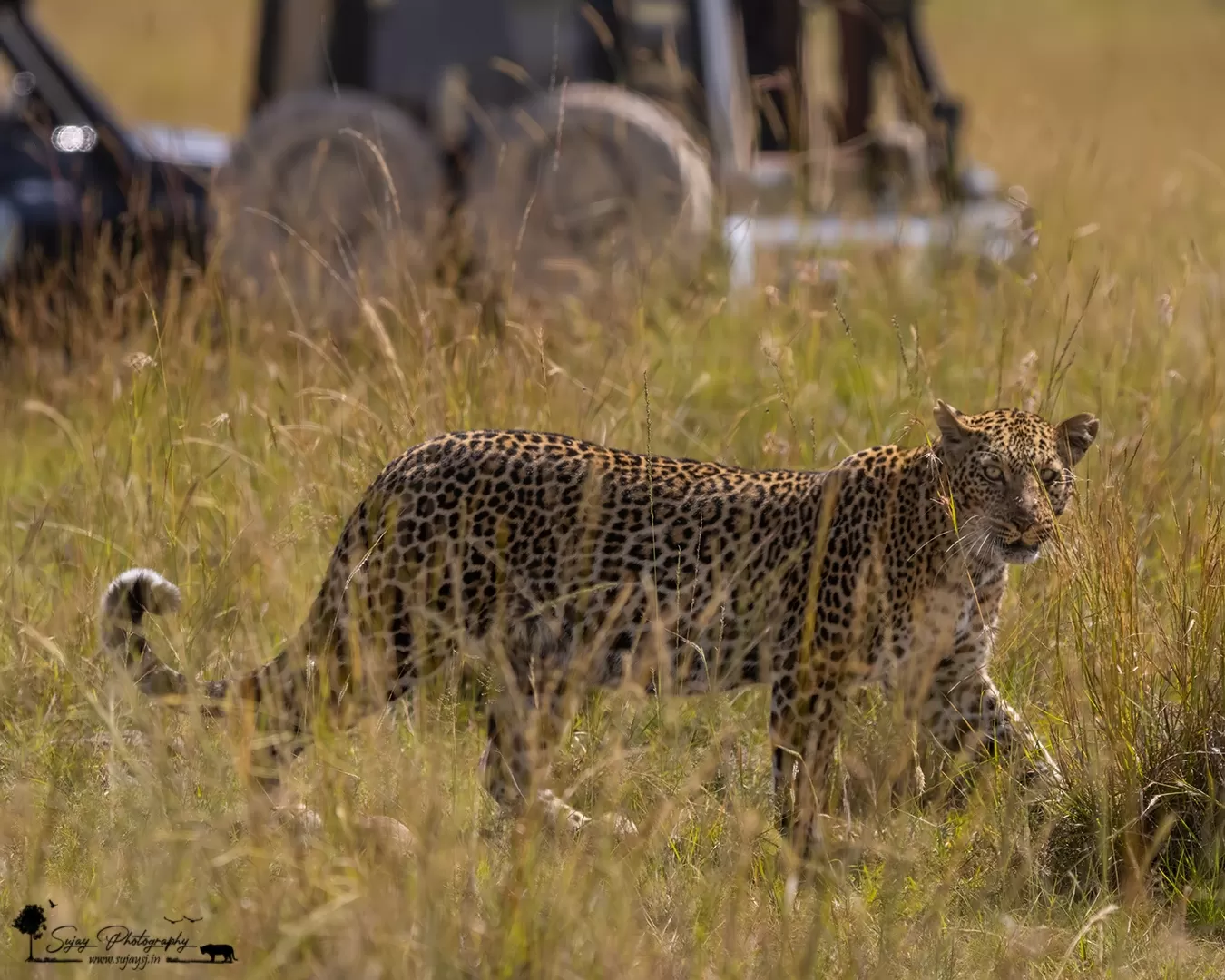 Photo of Masái Mara By Sujay Jamkhandi