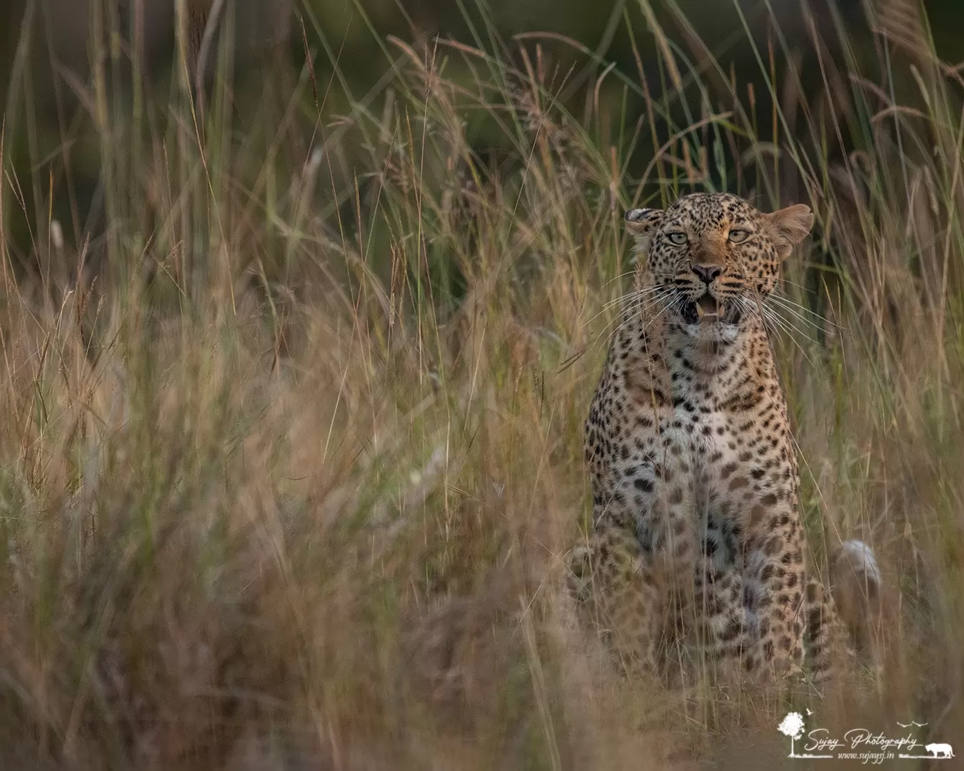 Photo of Masái Mara By Sujay Jamkhandi