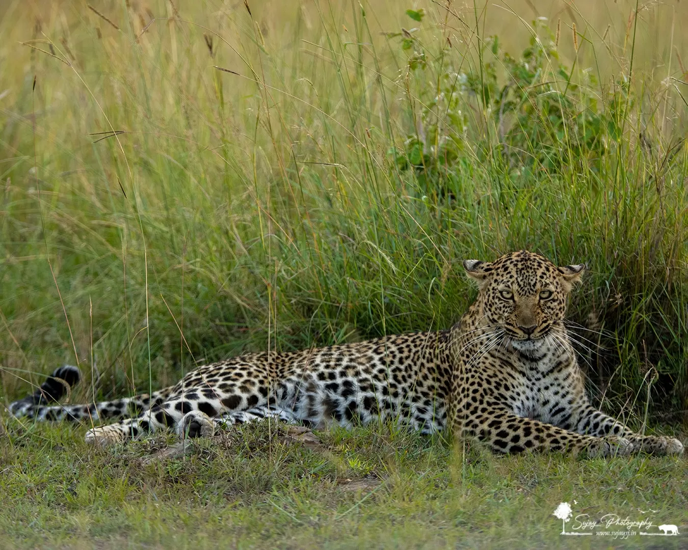 Photo of Masái Mara By Sujay Jamkhandi