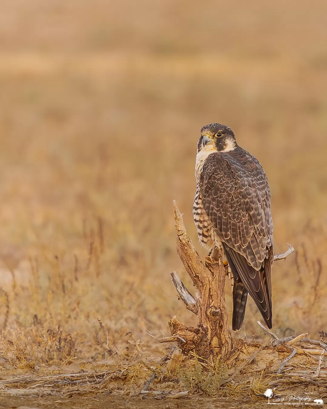 Photo of Bajana By Sujay Jamkhandi