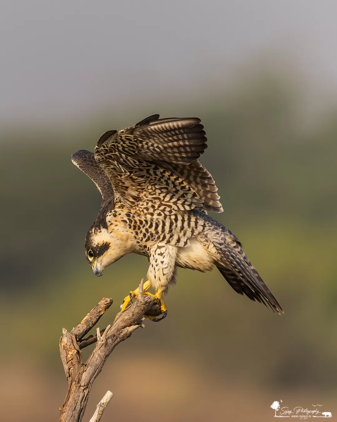 Photo of Bajana By Sujay Jamkhandi