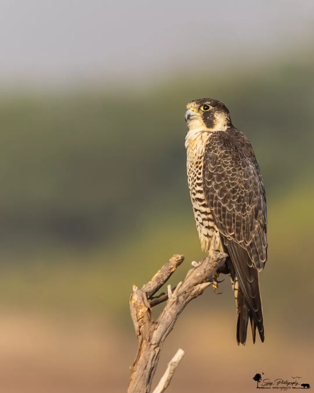 Photo of Bajana By Sujay Jamkhandi