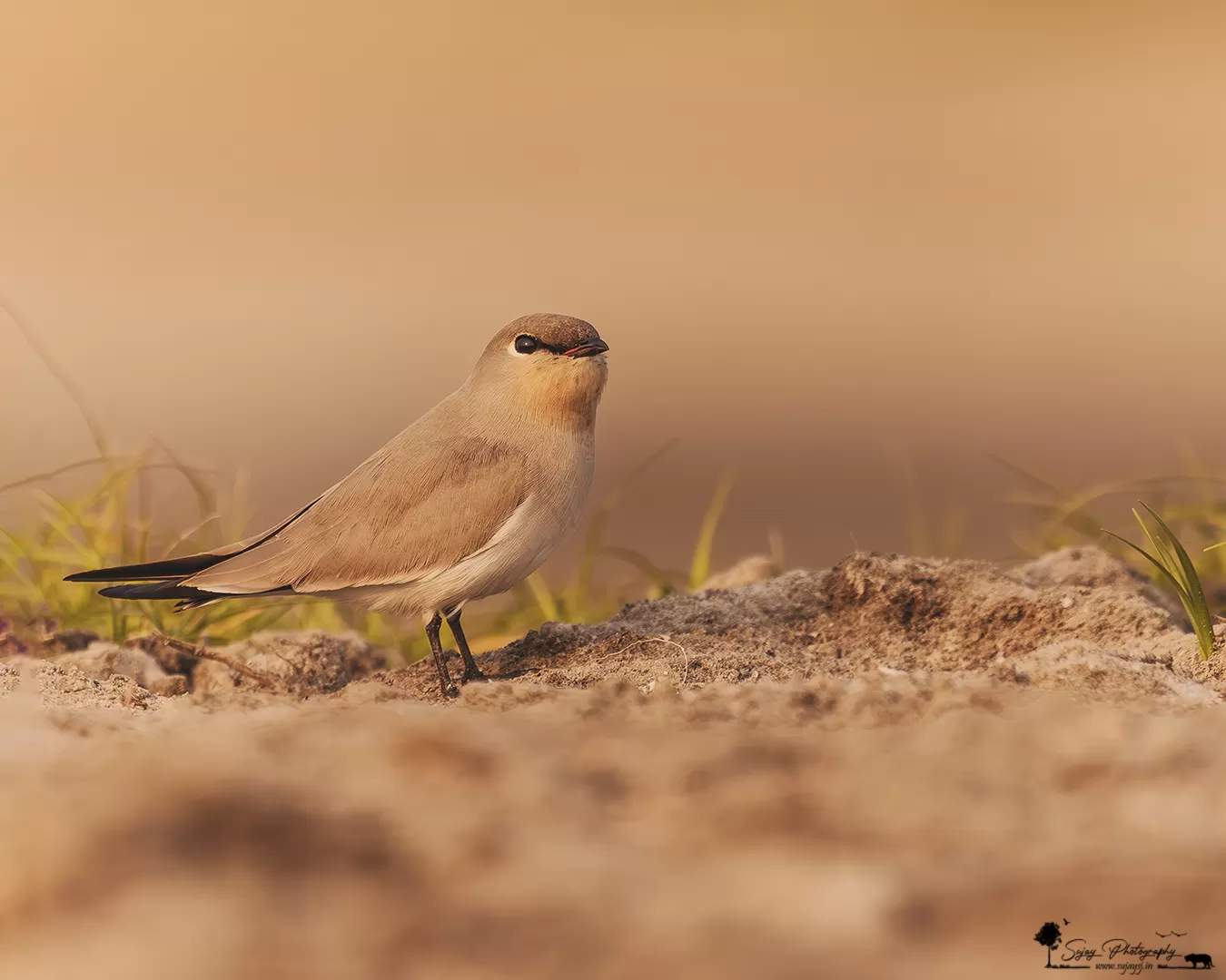 Photo of Nalsarovar By Sujay Jamkhandi