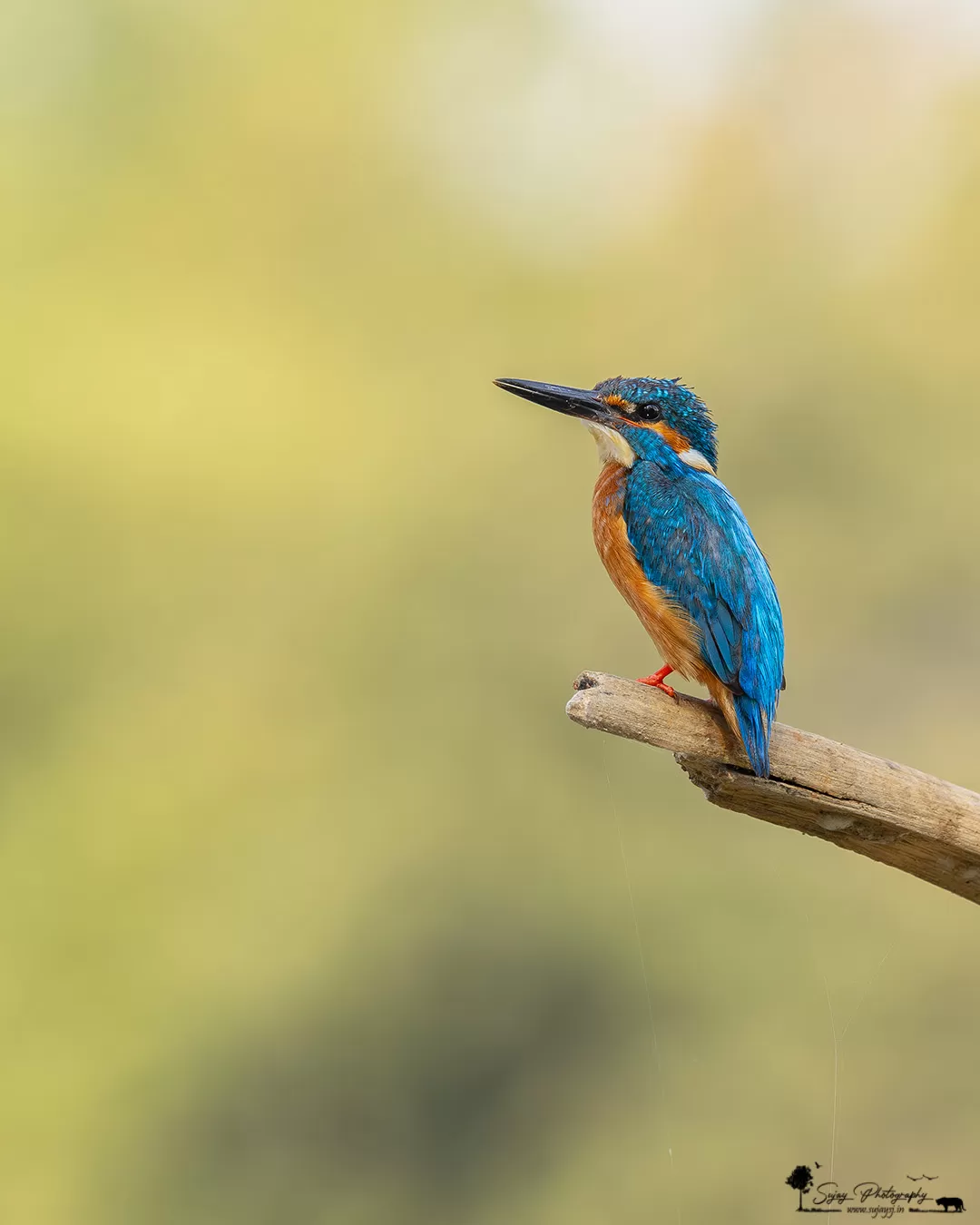 Photo of Bengaluru By Sujay Jamkhandi