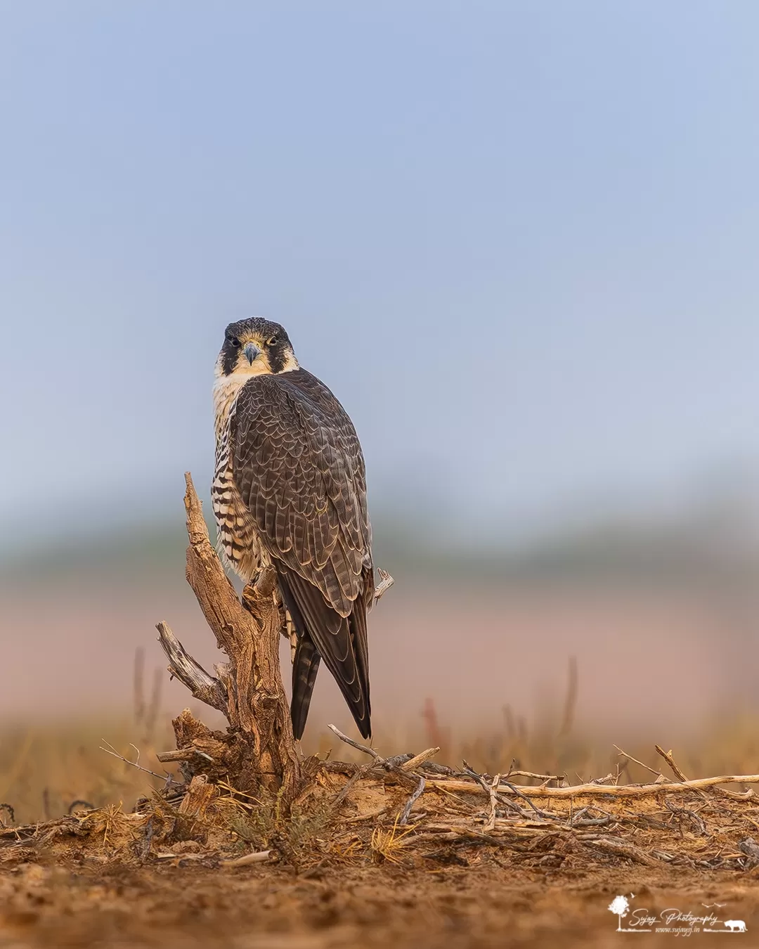 Photo of Little Rann of Kutch By Sujay Jamkhandi