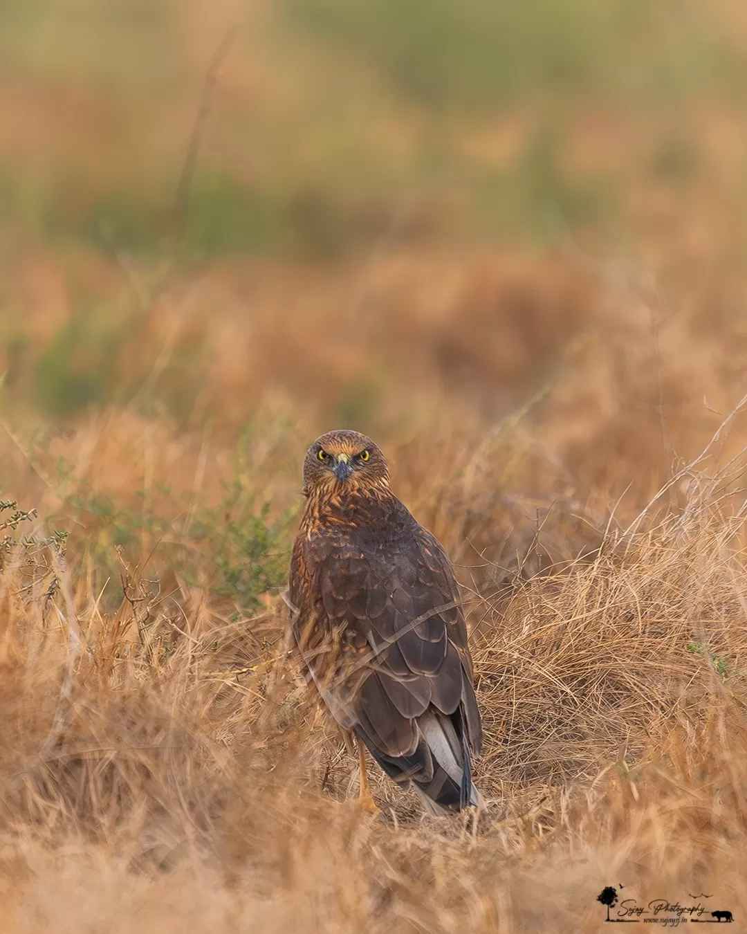 Photo of Little Rann of Kutch By Sujay Jamkhandi