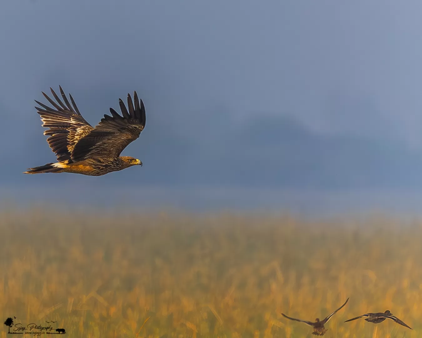 Photo of Little Rann of Kutch By Sujay Jamkhandi