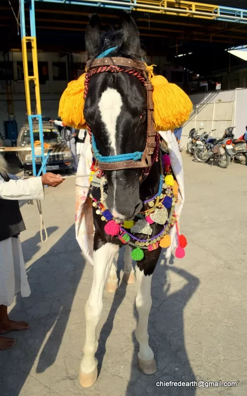 Photo of Paonta Sahib By Chief RedEarth