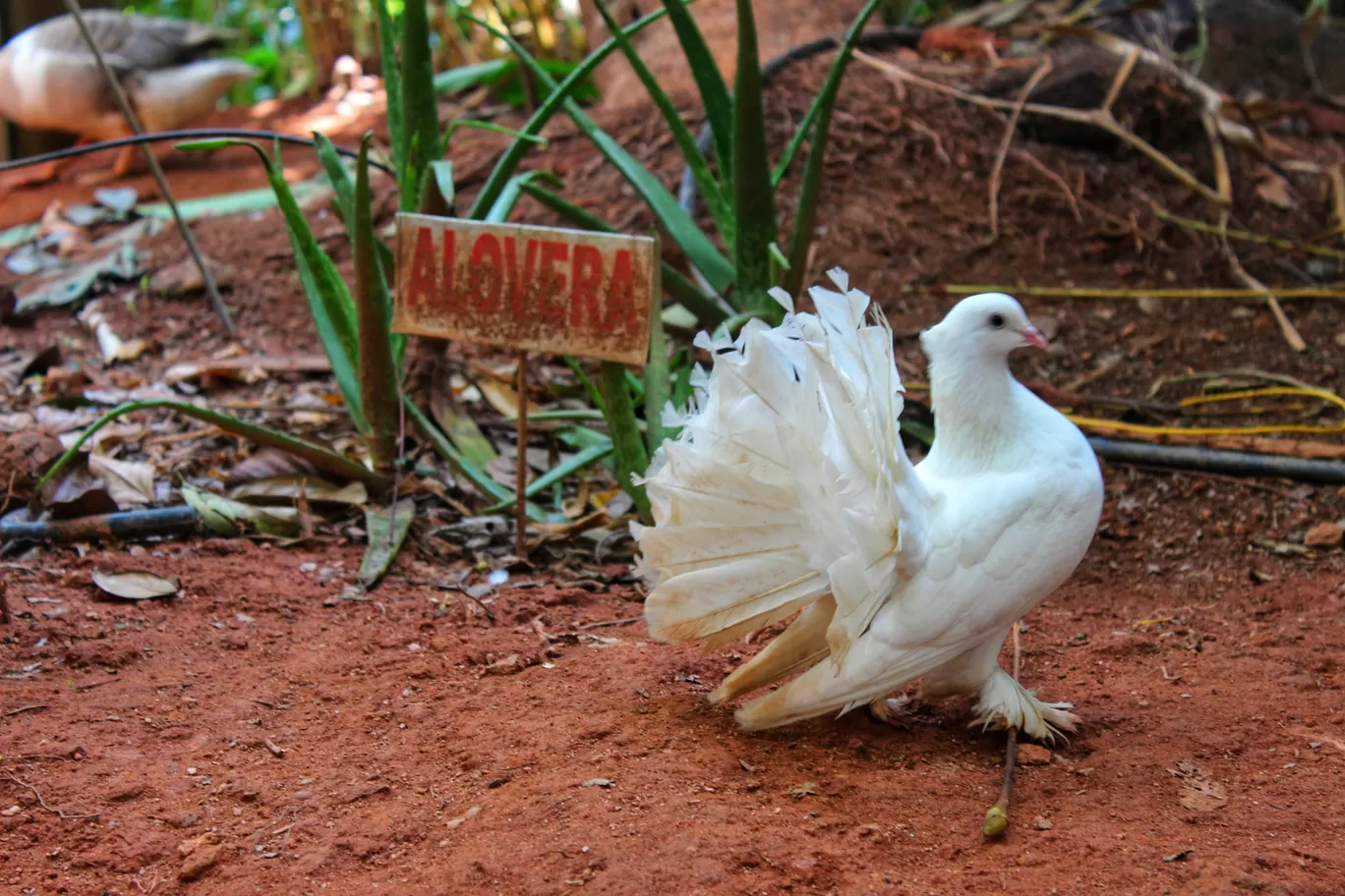 Photo of KERALA FARM By Neha jain