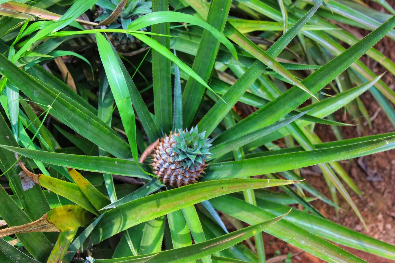 Photo of KERALA FARM By Neha jain