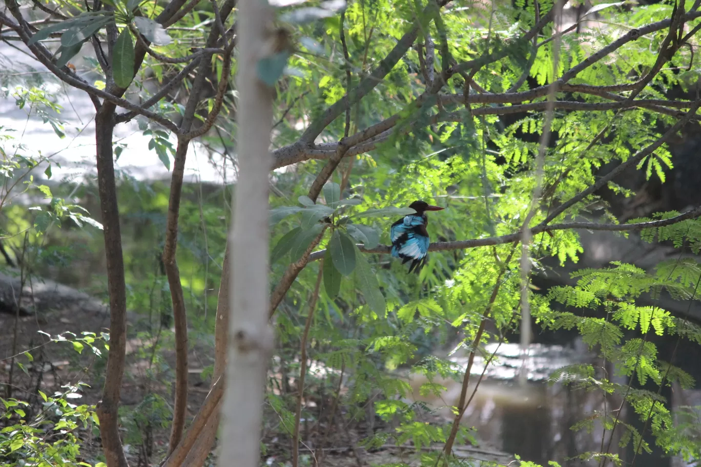 Photo of Smriti Van Pond By Neha jain