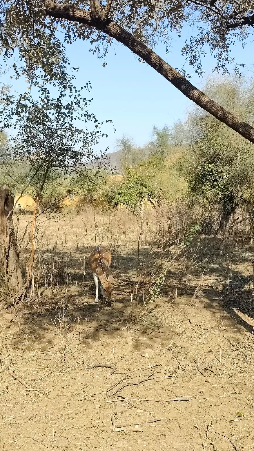 Photo of Sariska Tiger Reserve By Neha jain