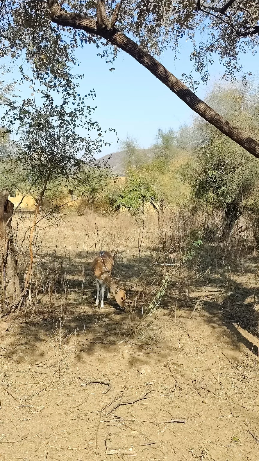 Photo of Sariska Tiger Reserve By Neha jain