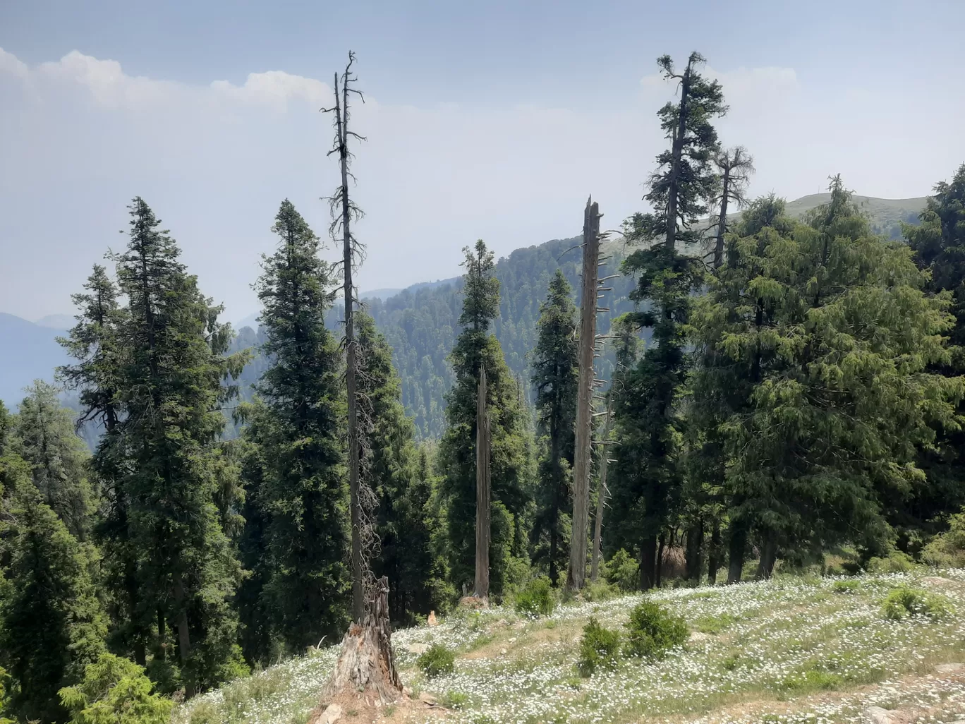 Photo of Dainkund Peak By Neeraj Sharma