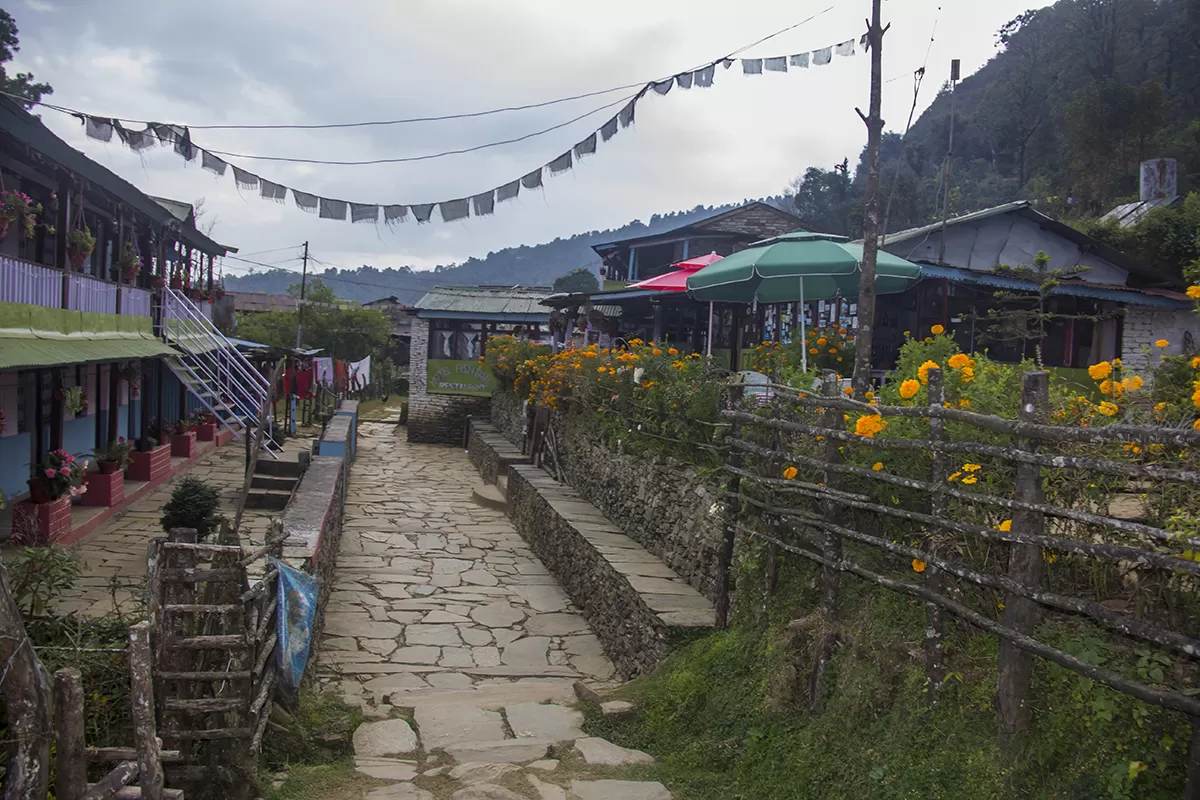 Photo of Mardi Himal Base Camp By Eleutheromaniac