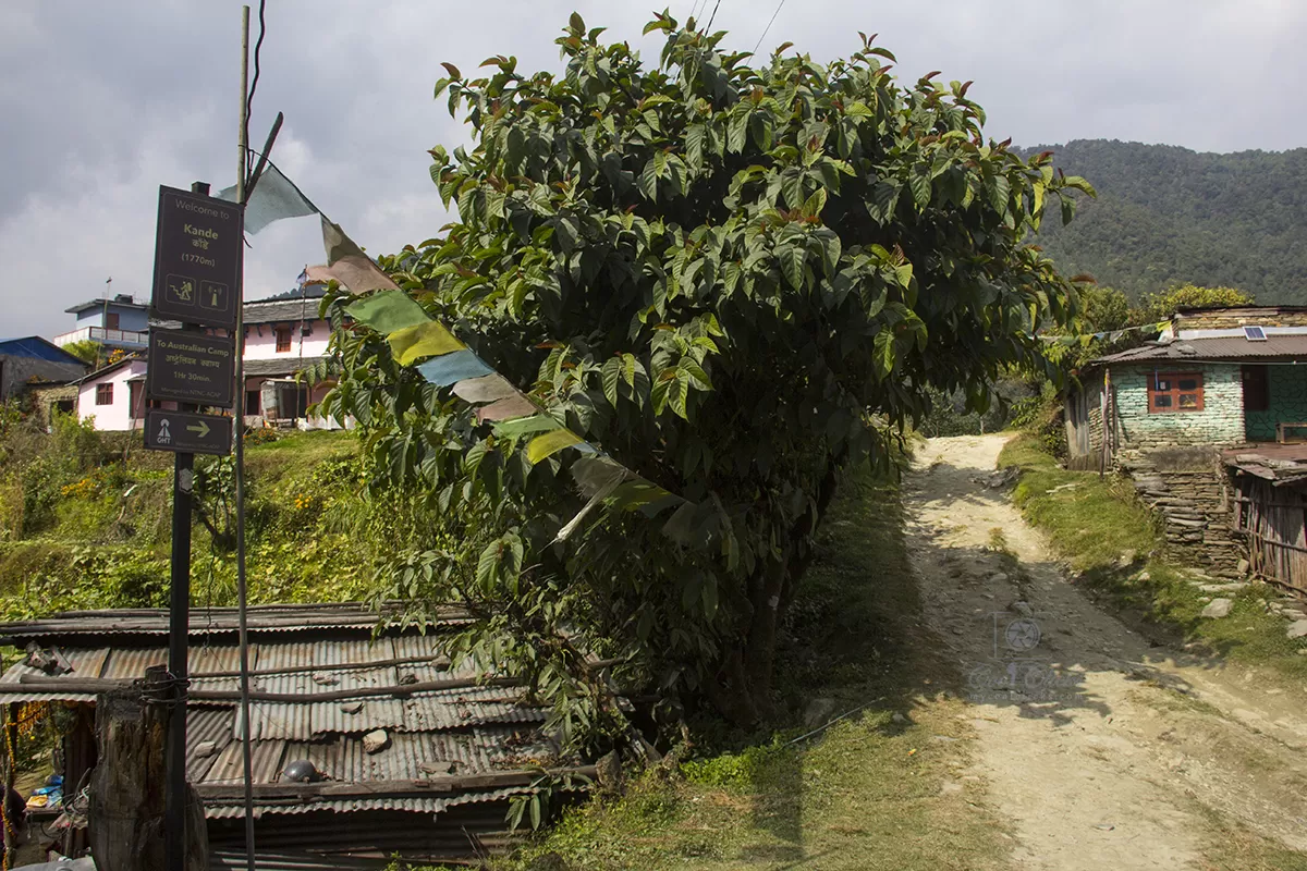 Photo of Mardi Himal Base Camp By Eleutheromaniac