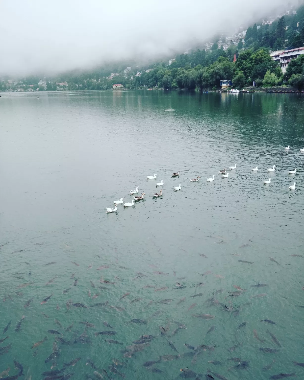 Photo of Naini Lake By Himanshu Sharma