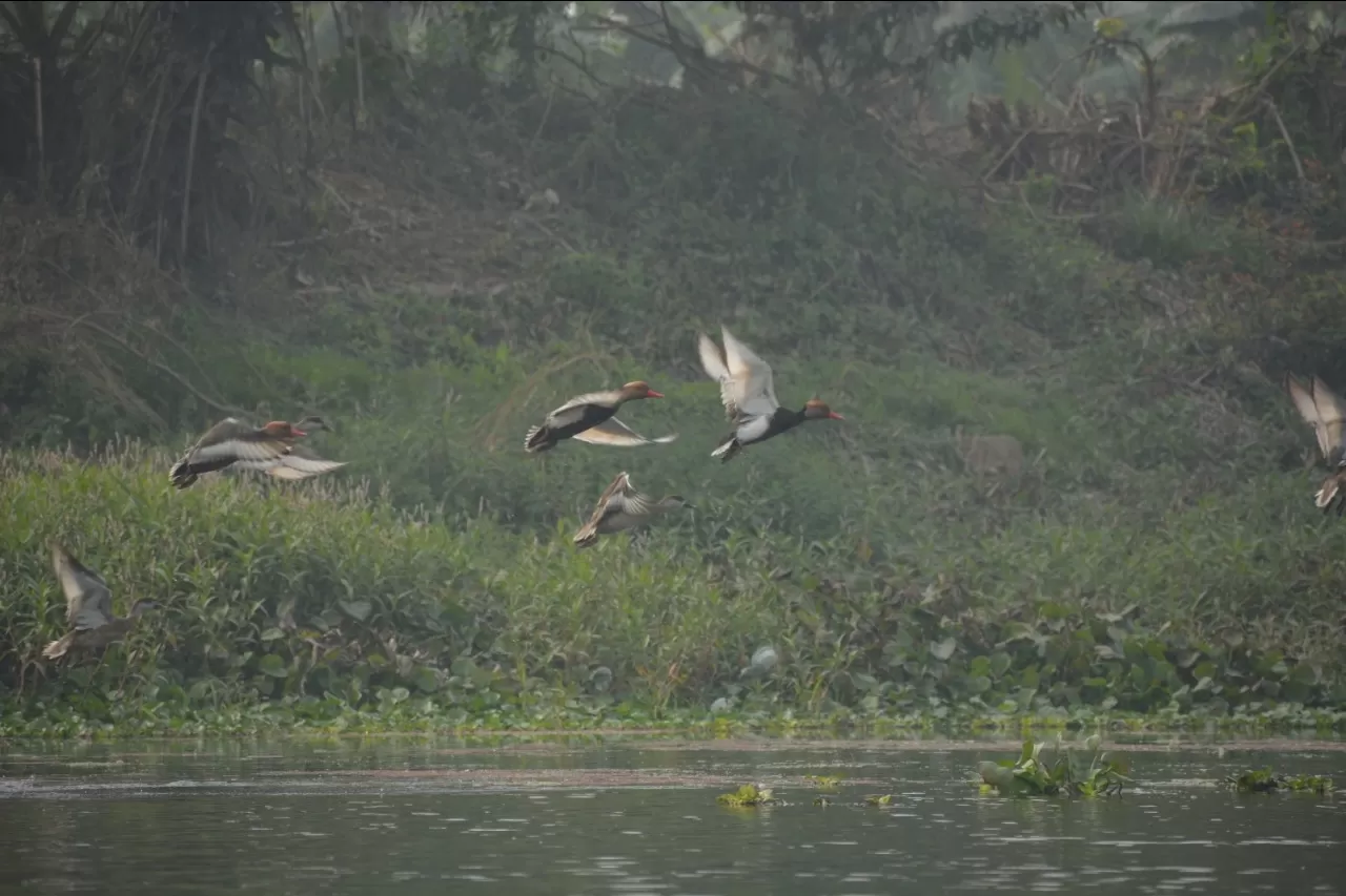 Photo of Chupi Kasthashali Pakhiralay By Biswadip Chattopadhyay