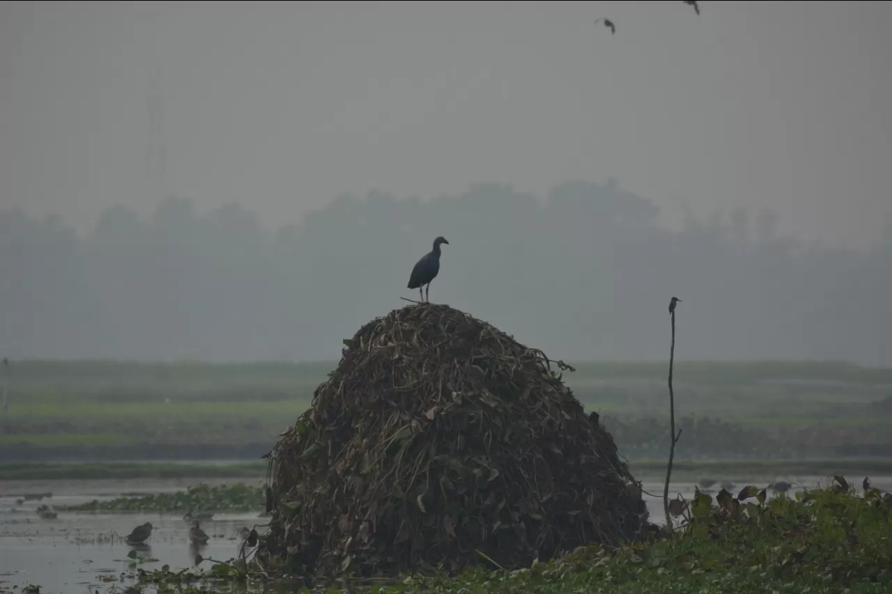 Photo of Chupi Kasthashali Pakhiralay By Biswadip Chattopadhyay