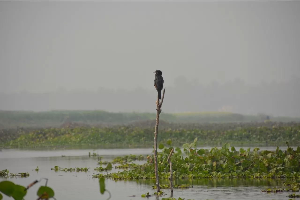 Photo of Chupi Kasthashali Pakhiralay By Biswadip Chattopadhyay