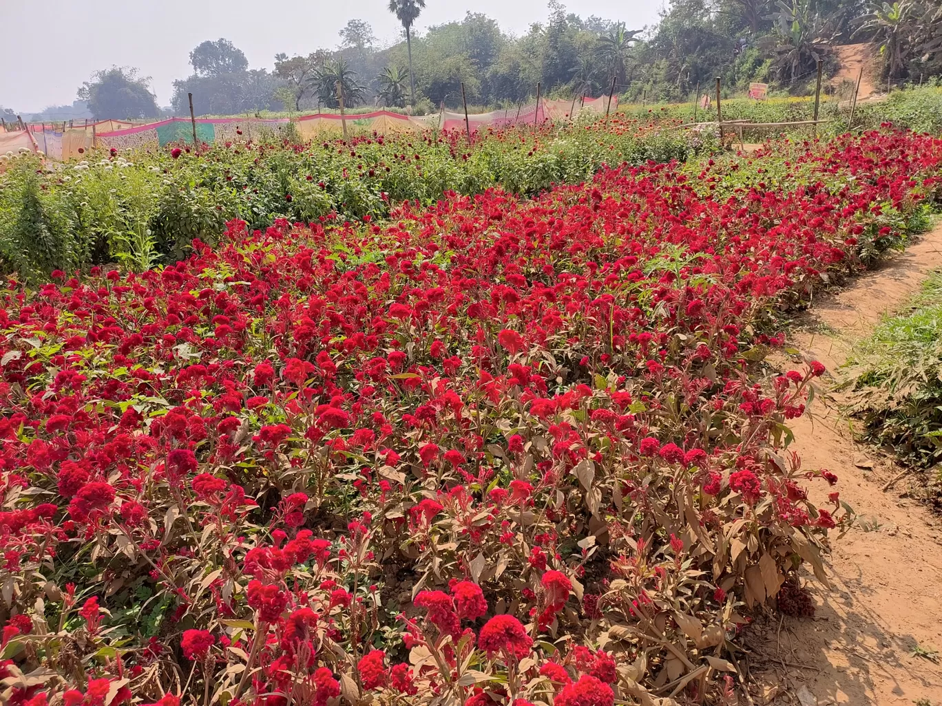 Photo of Khirai By Biswadip Chattopadhyay