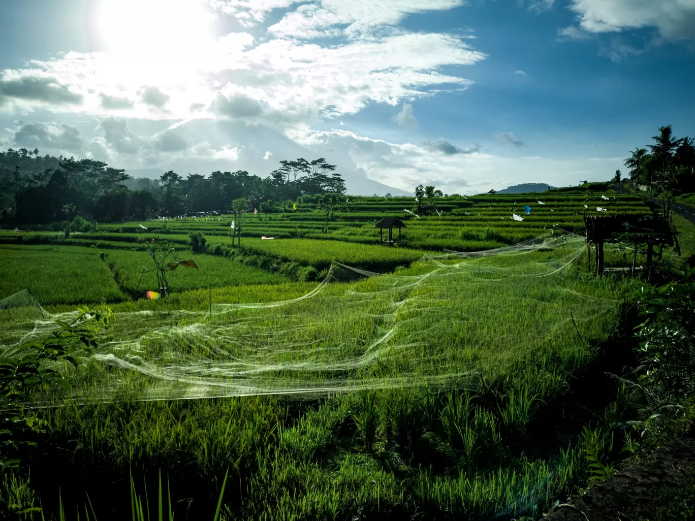 Photo of Bali By Aayushi Prakash 