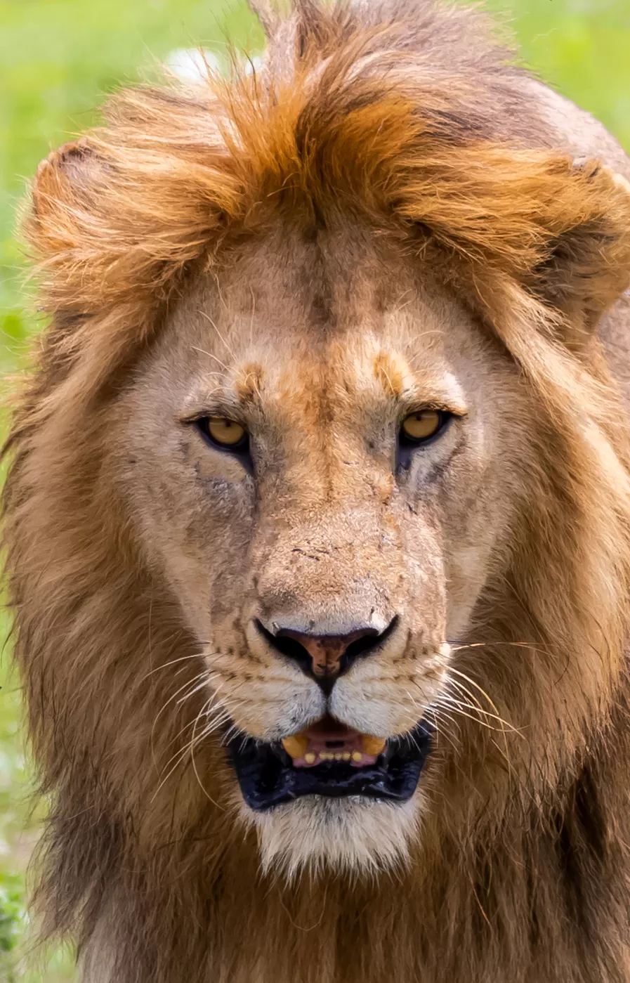 Photo of Serengeti National Park By Shahzad Siddiqui