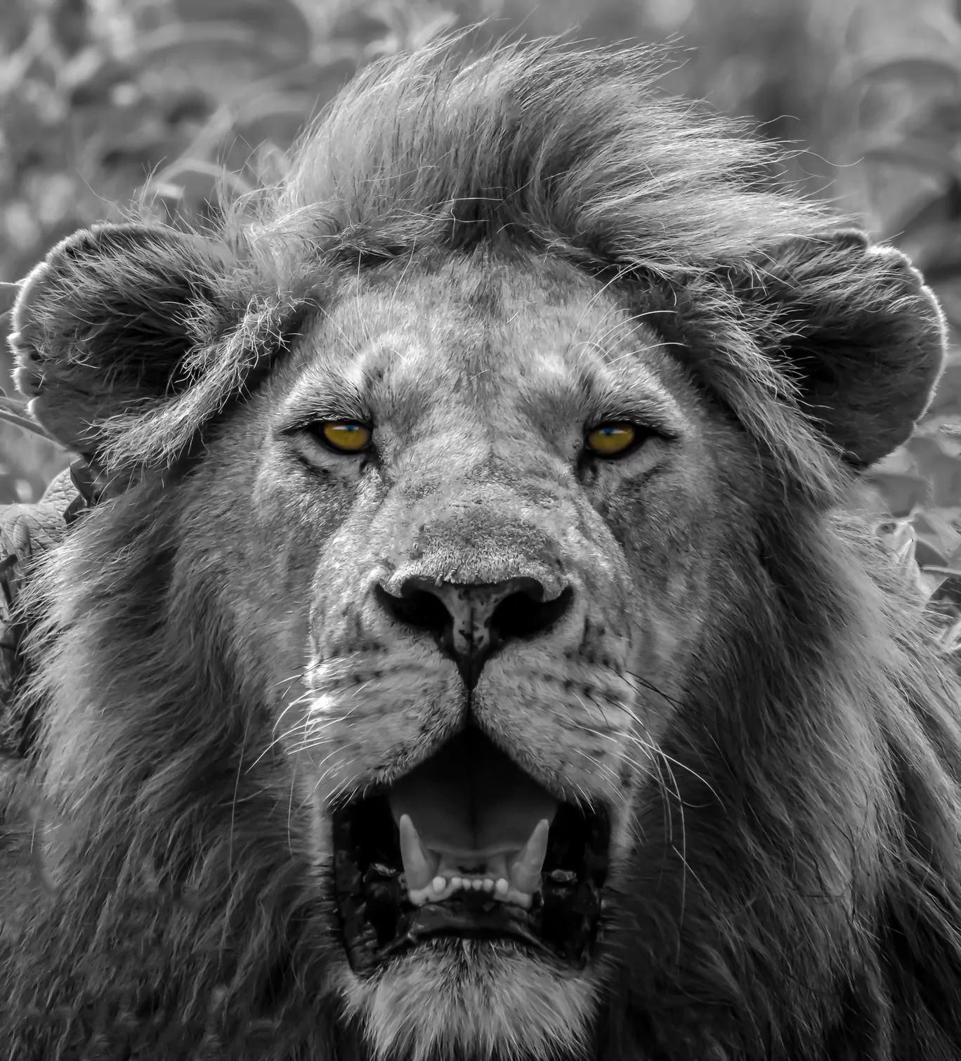 Photo of Serengeti National Park By Shahzad Siddiqui