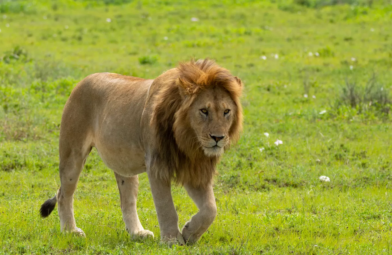 Photo of Serengeti National Park By Shahzad Siddiqui