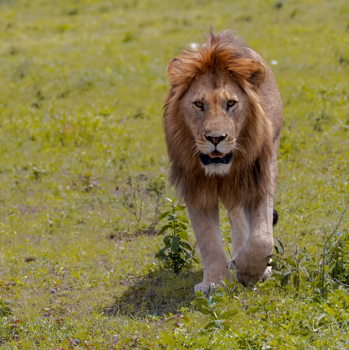 Photo of Serengeti National Park By Shahzad Siddiqui