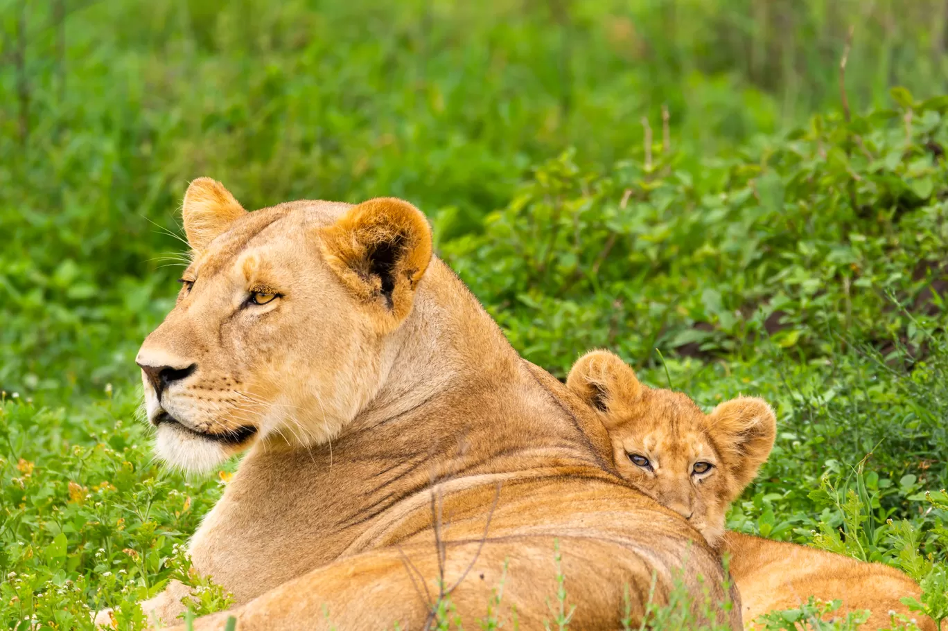 Photo of Serengeti National Park By Shahzad Siddiqui