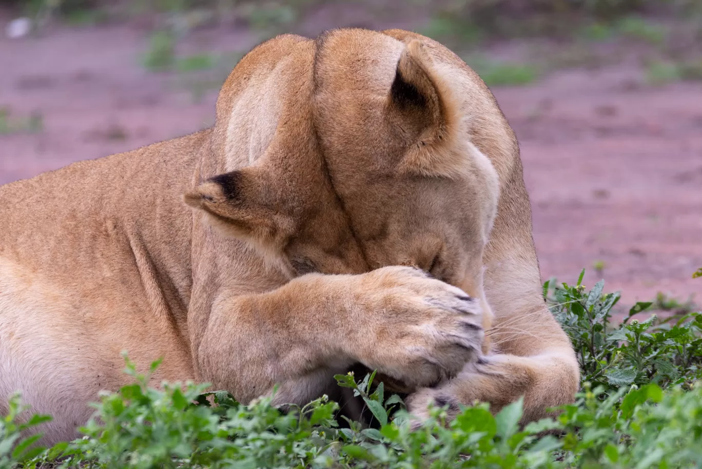 Photo of Serengeti National Park By Shahzad Siddiqui