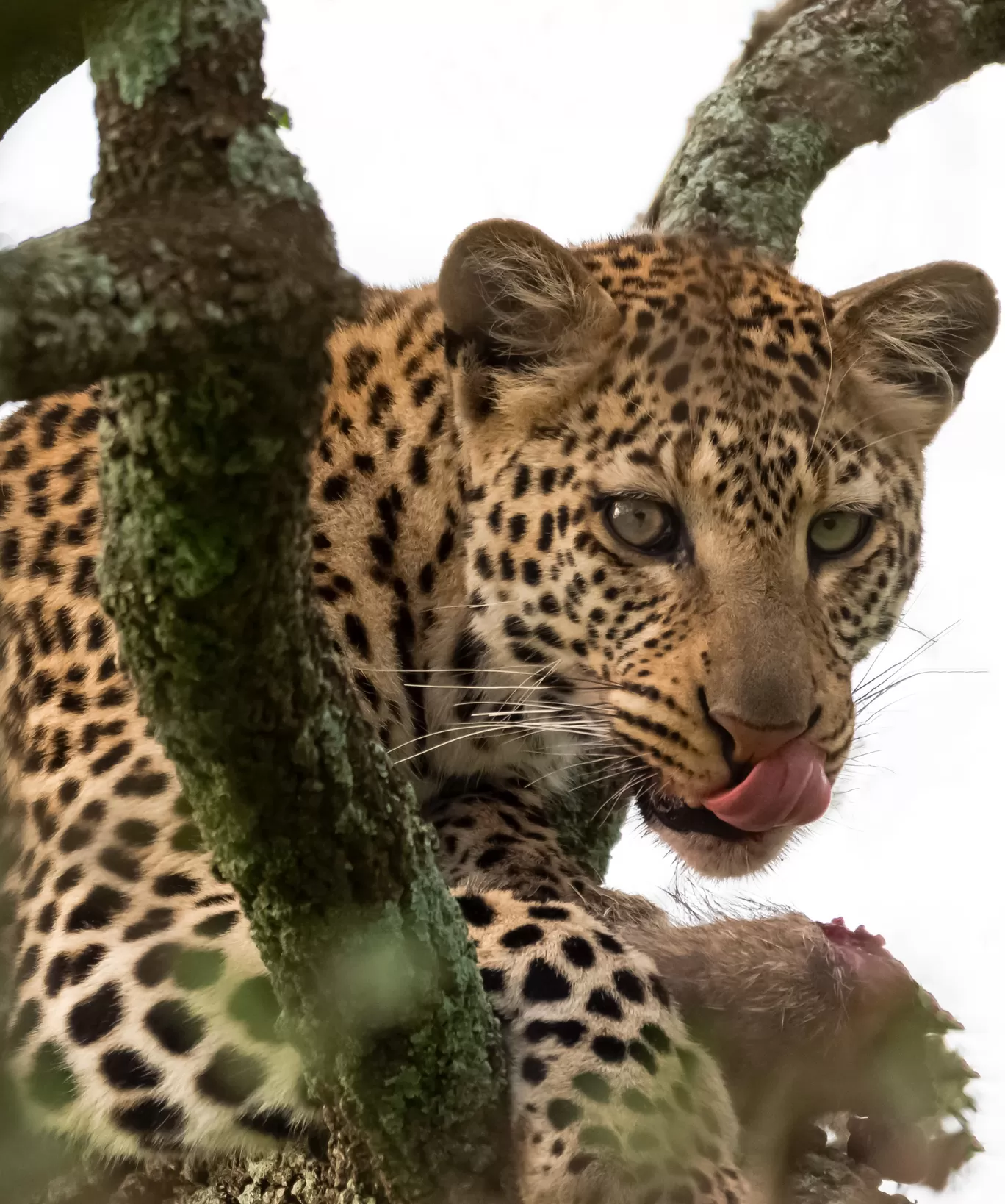 Photo of Serengeti National Park By Shahzad Siddiqui