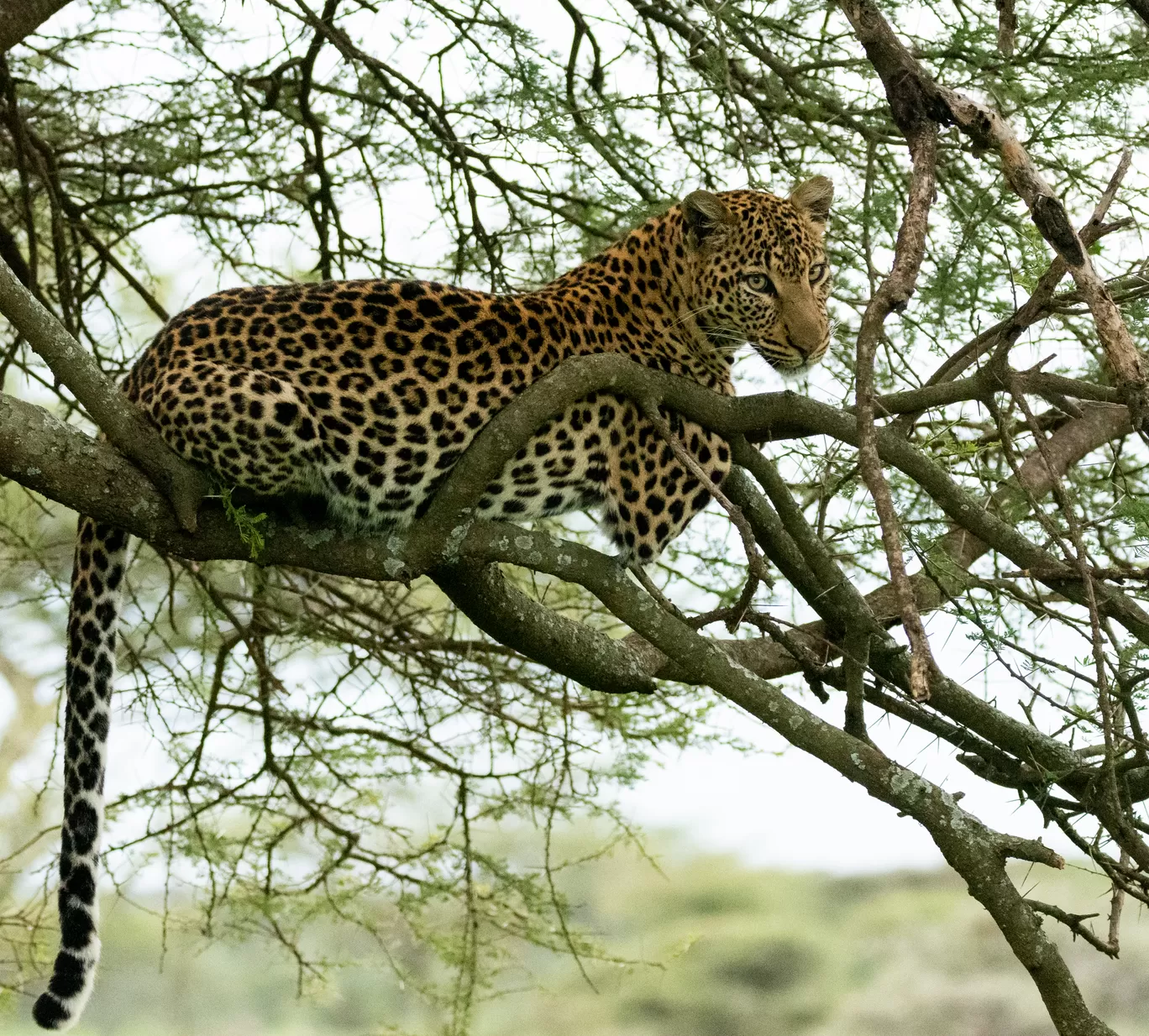 Photo of Serengeti National Park By Shahzad Siddiqui