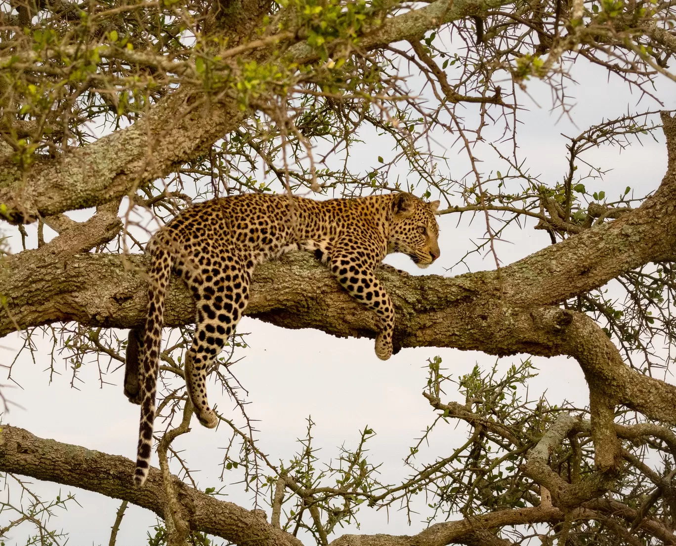 Photo of Serengeti National Park By Shahzad Siddiqui