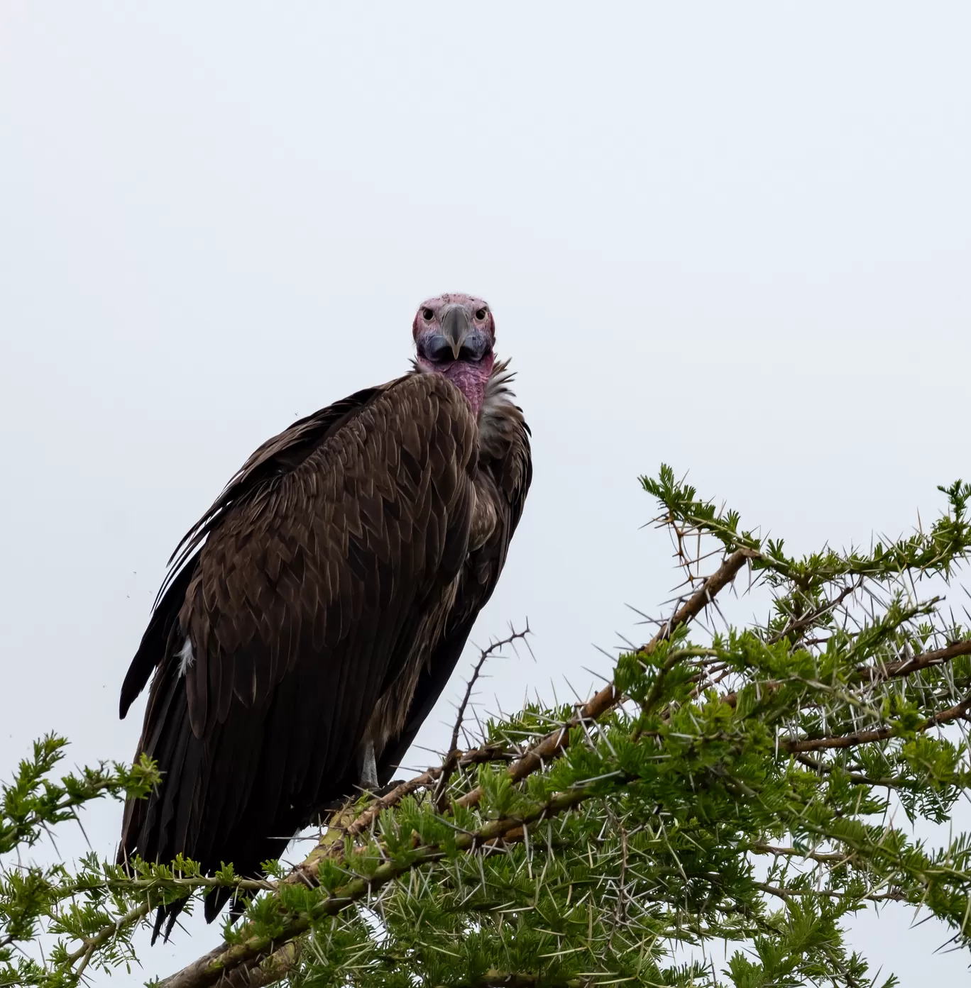 Photo of Serengeti National Park By Shahzad Siddiqui