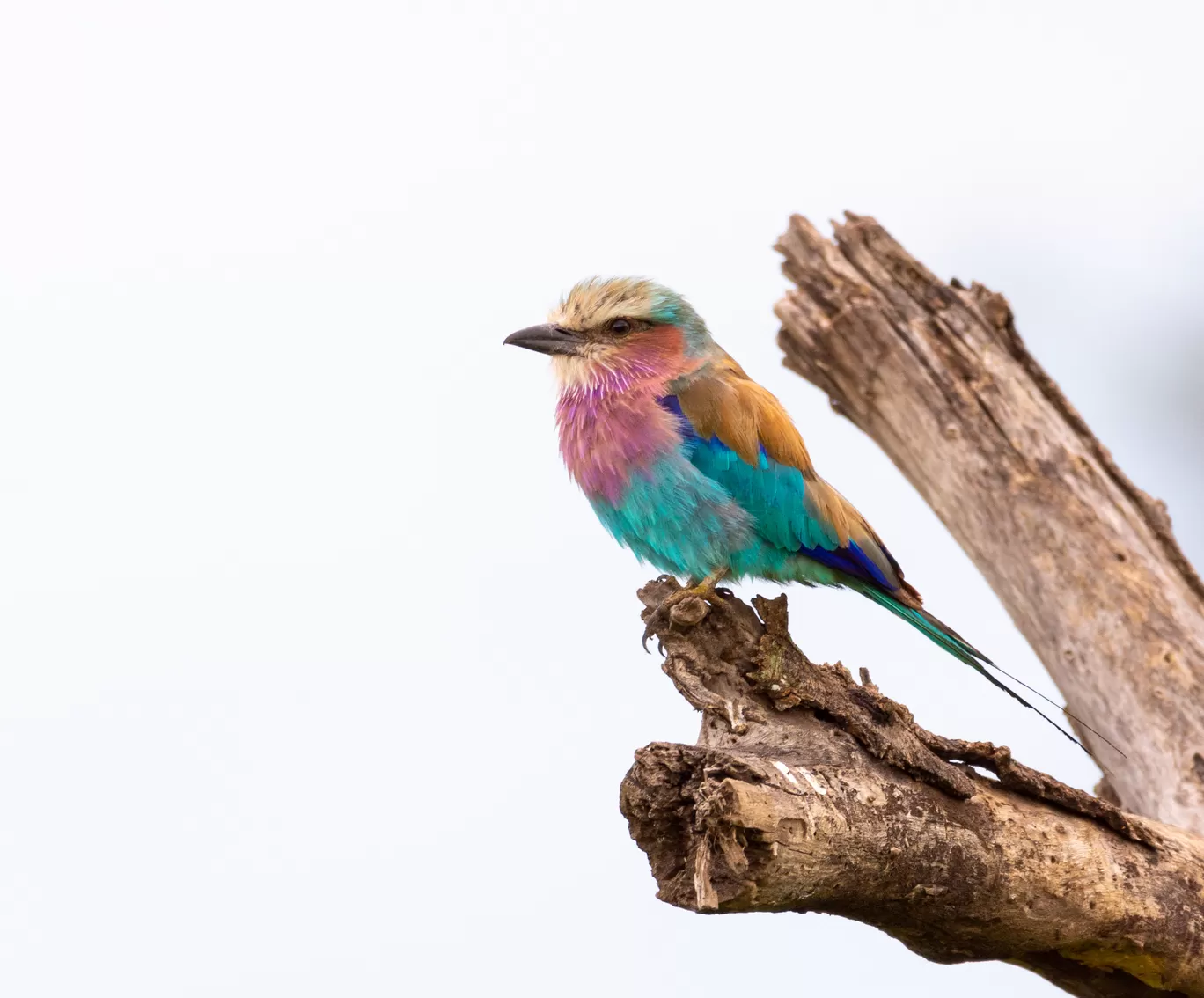 Photo of Serengeti National Park By Shahzad Siddiqui