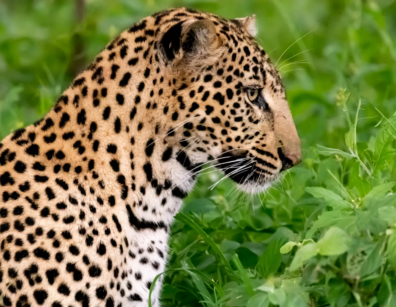 Photo of Serengeti National Park By Shahzad Siddiqui