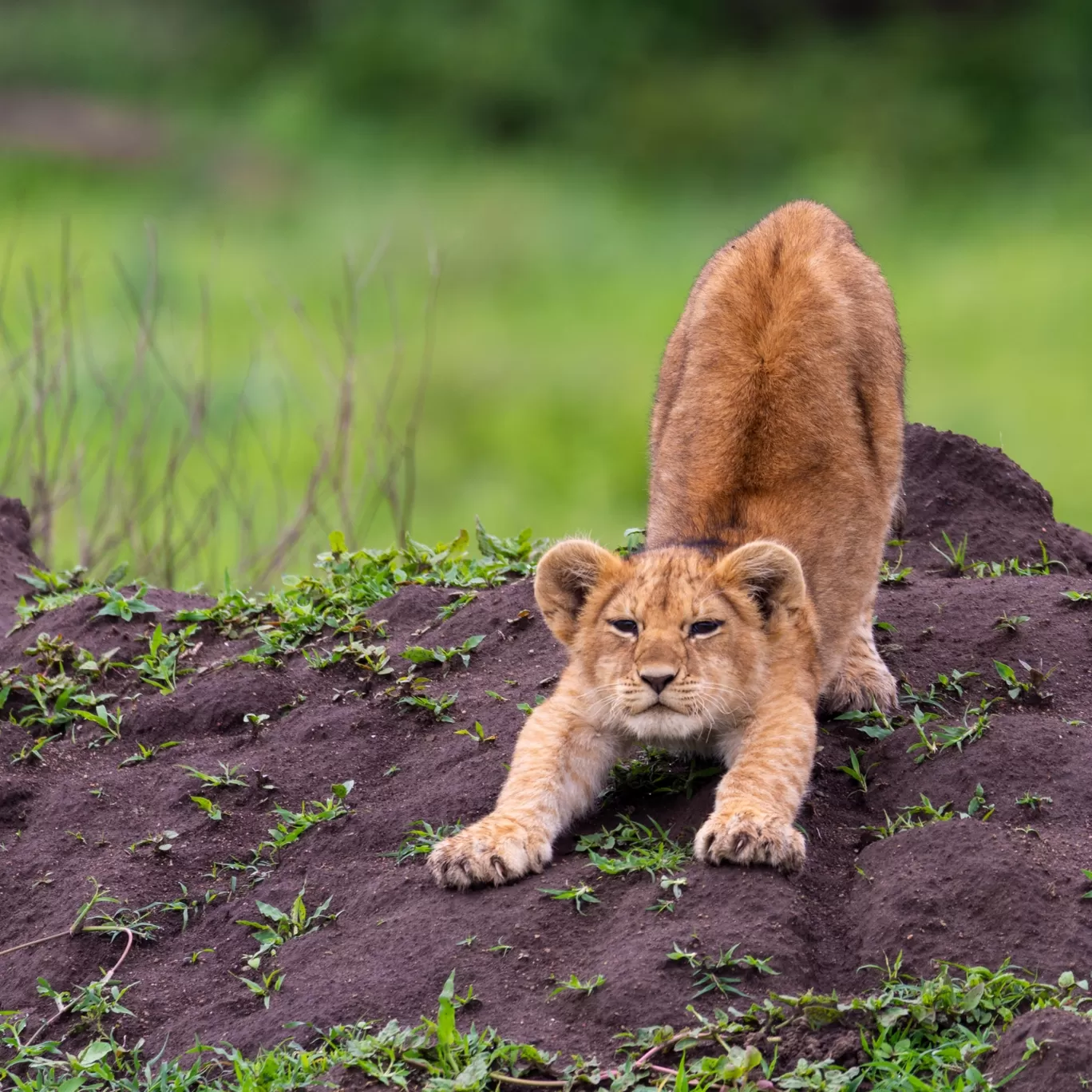 Photo of Serengeti National Park By Shahzad Siddiqui