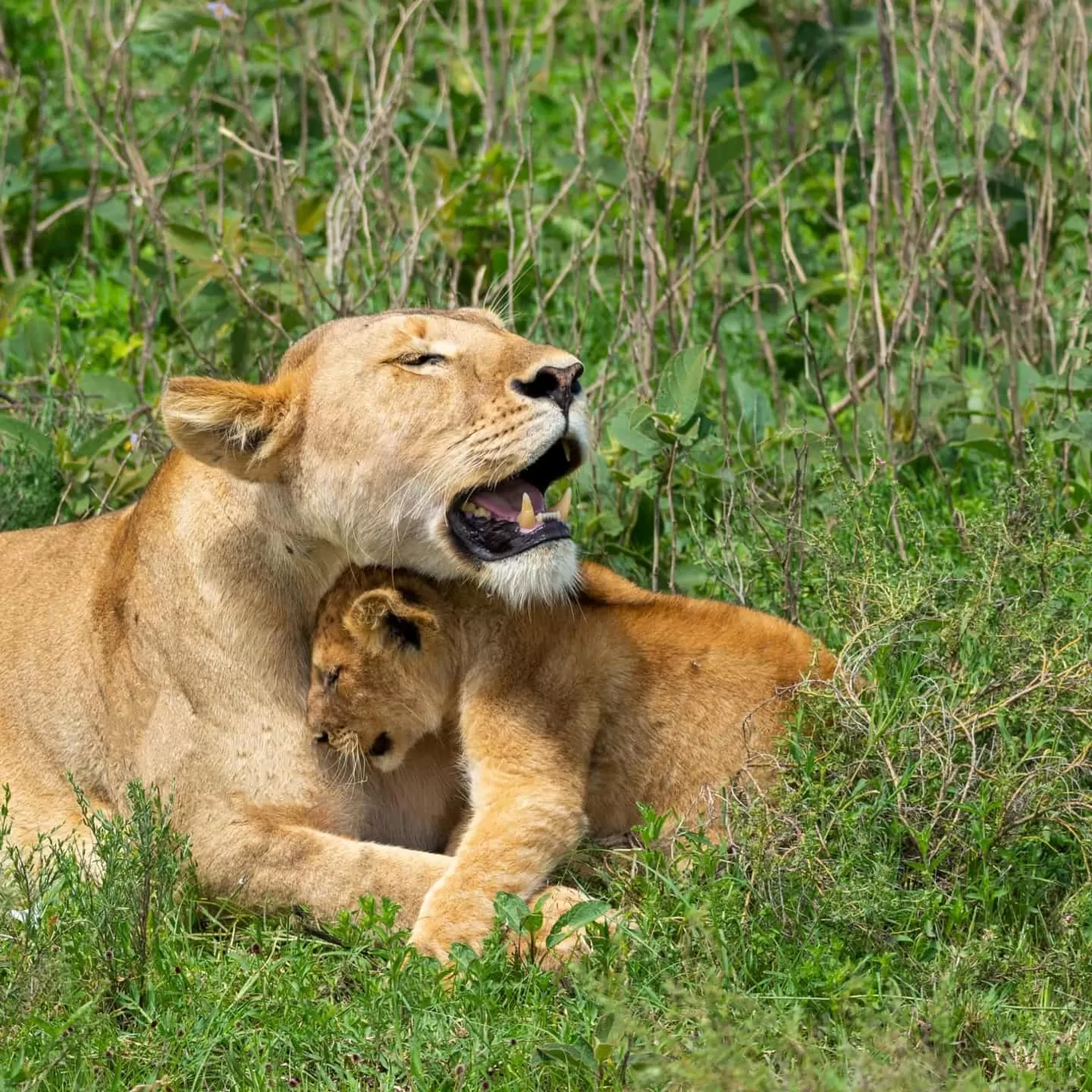 Photo of Serengeti National Park By Shahzad Siddiqui