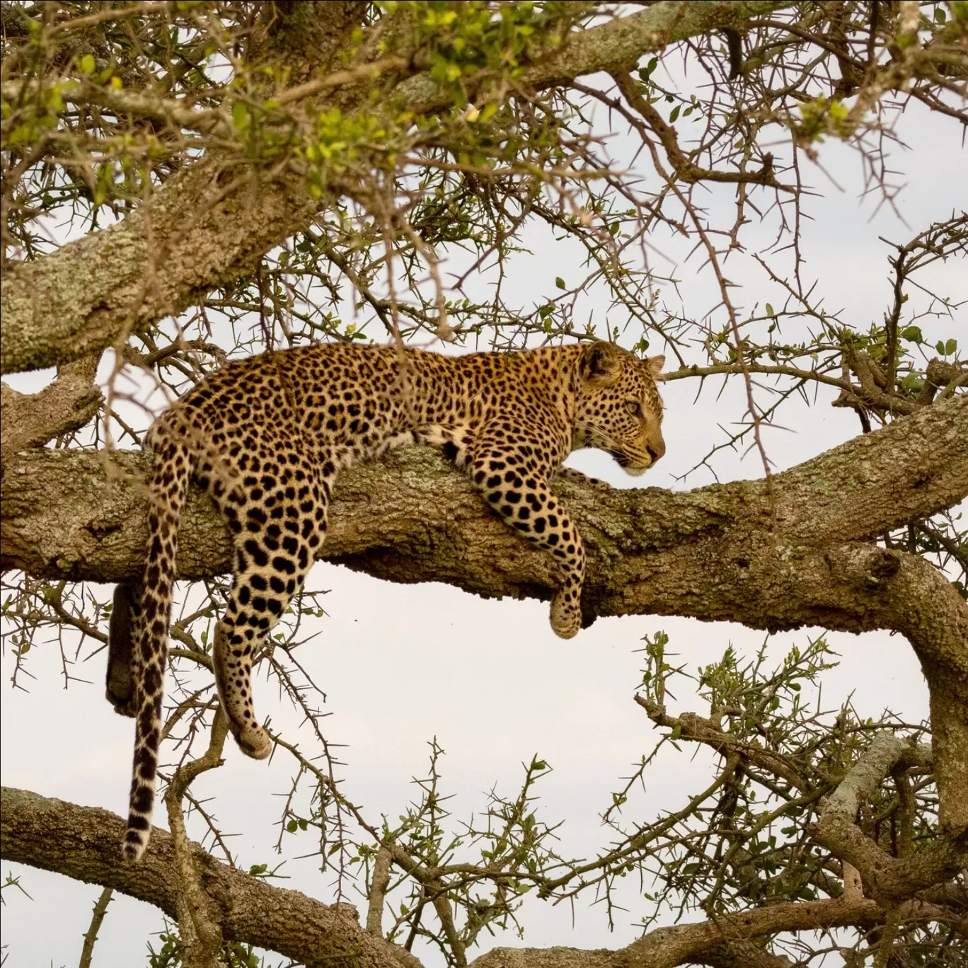 Photo of Serengeti National Park By Shahzad Siddiqui