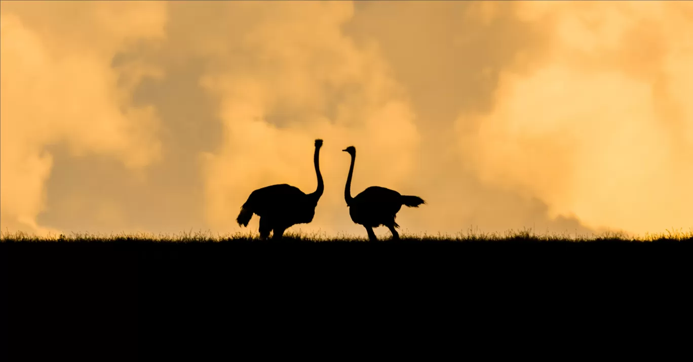 Photo of Serengeti National Park By Shahzad Siddiqui
