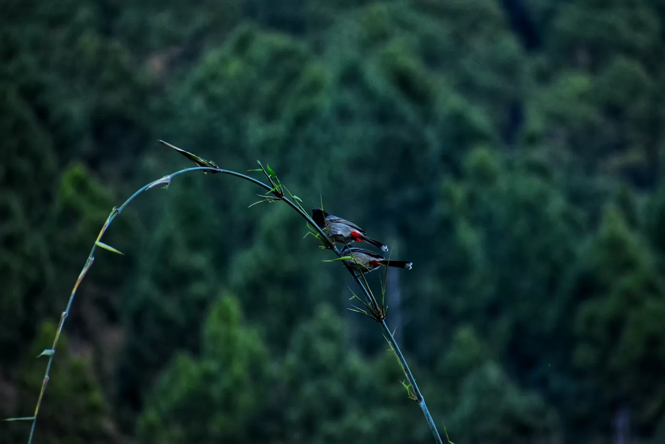 Photo of India By Harshil Parekh