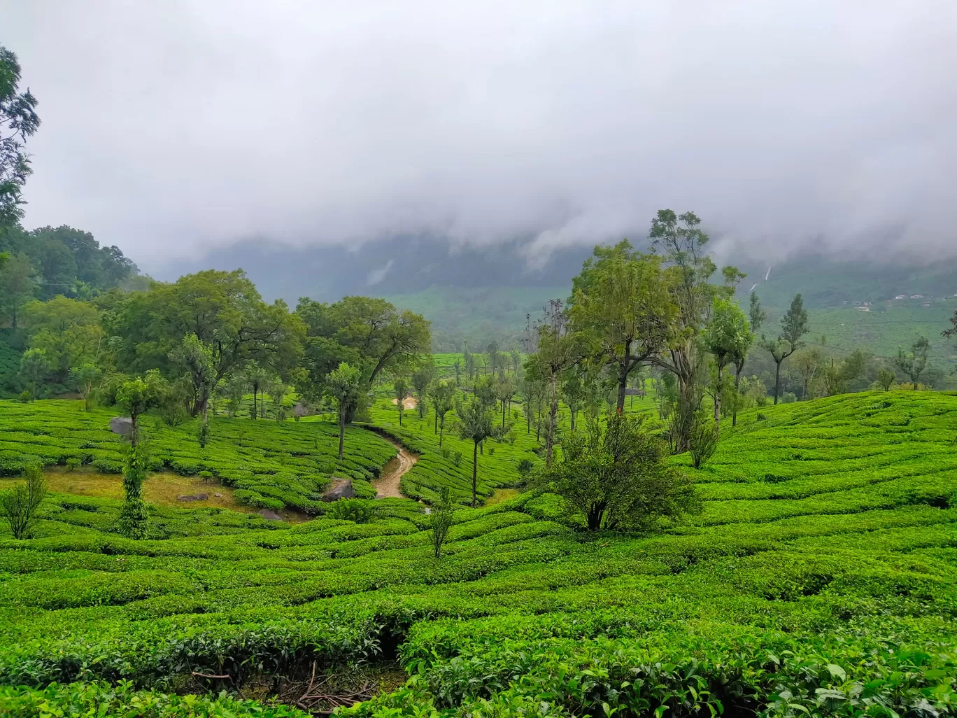 Photo of Munnar By Midhun