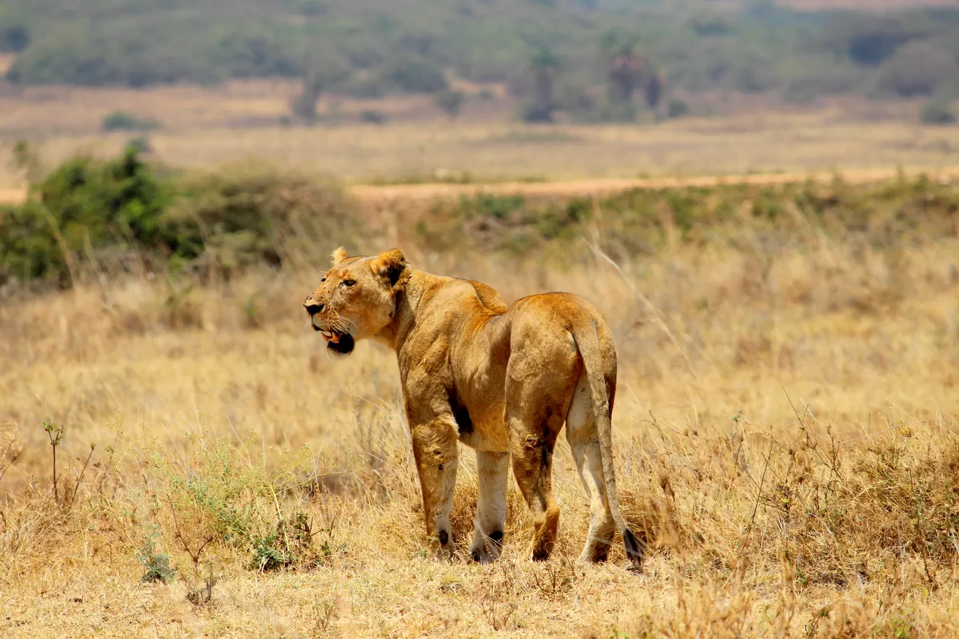 Photo of Maasai Mara National Reserve By Riyanka Roy